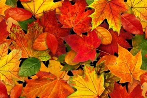 0012779_landscape-medley-autumn-leaves-fall-colors-cotton-fabric_500