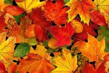 0012779_landscape-medley-autumn-leaves-fall-colors-cotton-fabric_500